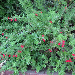 The Island snapdragon with its red dragon flowers and lush green leaves. 